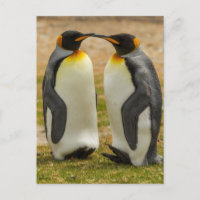 Pair of King Penguins, Falklands