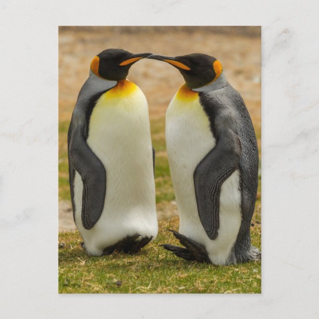 Pair of King Penguins, Falklands Postcard (Front)