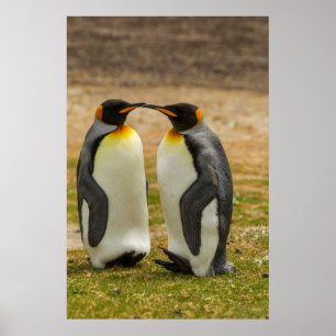 Pair of King Penguins, Falklands Poster