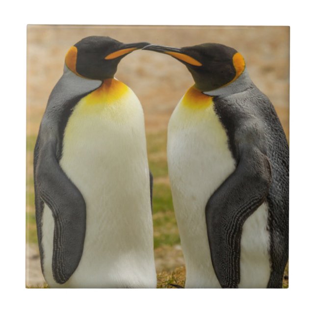 Pair of King Penguins, Falklands Tile (Front)