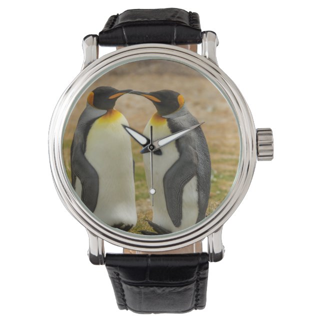 Pair of King Penguins, Falklands Watch (Front)