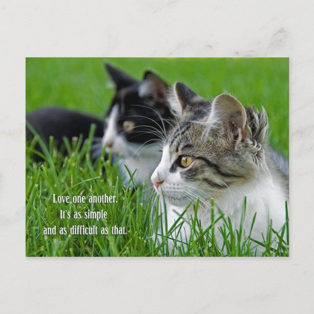 pair of kittens in grass holiday postcard (Front)