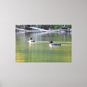 Pair Of Loons Canvas Print