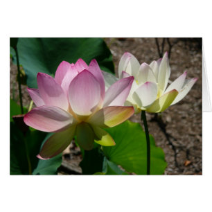 Pair of Lotus Flowers I