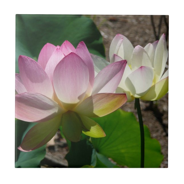 Pair of Lotus Flowers I Tile (Front)