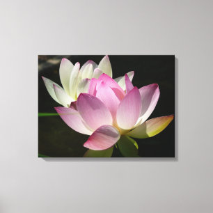 Pair of Lotus Flowers II Canvas Print