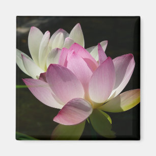 Pair of Lotus Flowers II Magnet