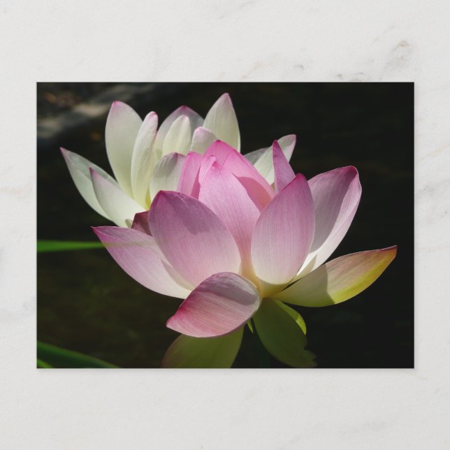 Pair of Lotus Flowers II Postcard (Front)