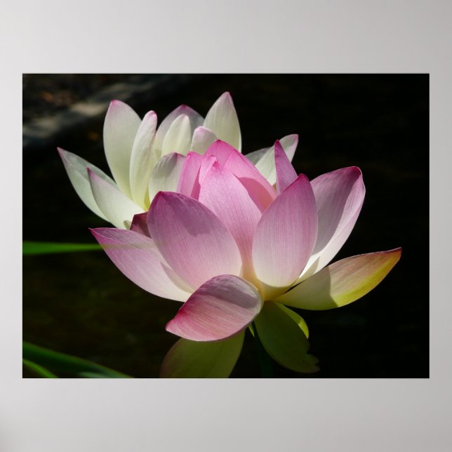 Pair of Lotus Flowers II Poster (Front)