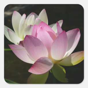 Pair of Lotus Flowers II Square Sticker