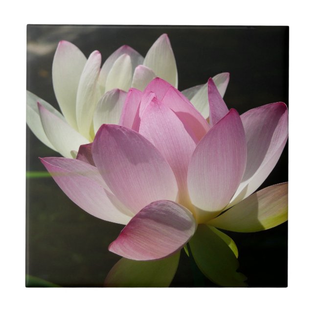 Pair of Lotus Flowers II Tile (Front)