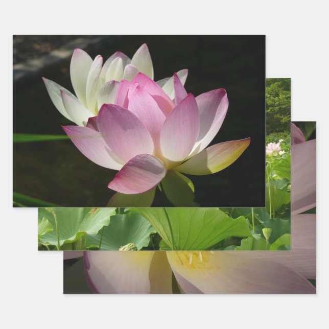 Pair of Lotus Flowers II Wrapping Paper Sheet (Set)