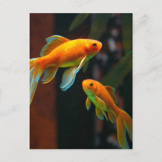 Pair of Lucky Goldfish Postcard (Front)