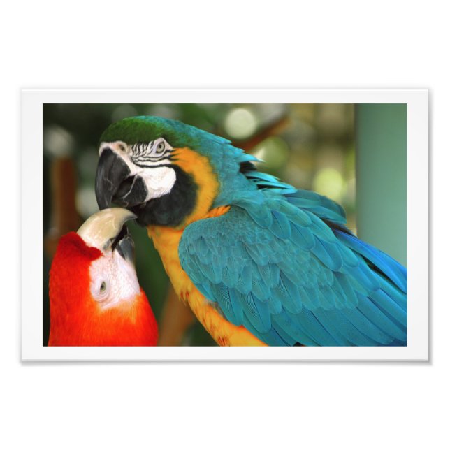 Pair of Macaws Kissing Photo Print (Front)
