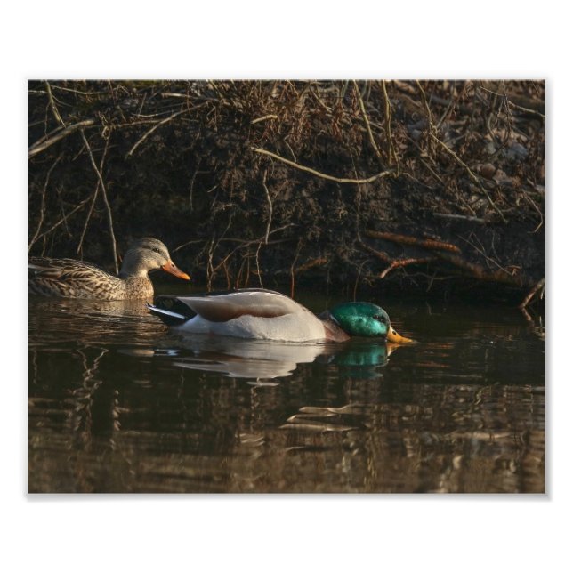 Pair of Mallard Ducks Feeding Photography Print (Front)
