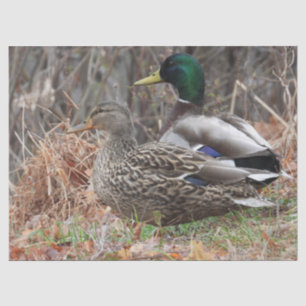 Pair of Mallard Ducks Tissue Paper
