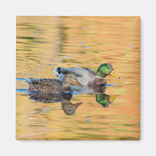 Pair of Mallards Magnet