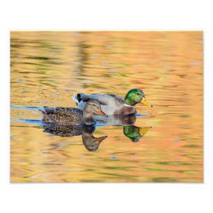 Pair of Mallards Photo Print