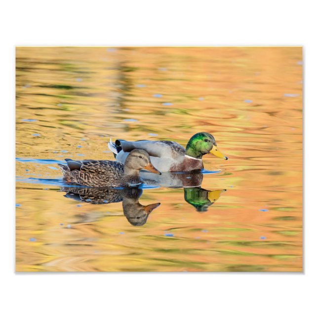 Pair of Mallards Photo Print (Front)