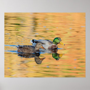 Pair of Mallards Poster