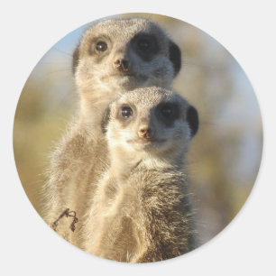 Pair of Meerkats Classic Round Sticker