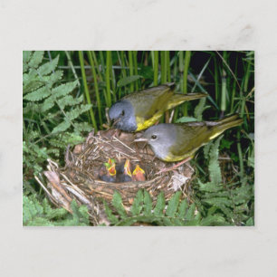 Pair of Mourning Warblers with young Postcard