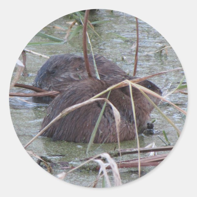 Pair of Muskrats Classic Round Sticker (Front)