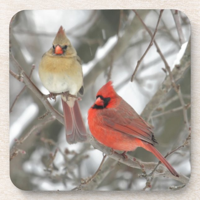 Pair Of Northern Cardinals Coaster (Front)