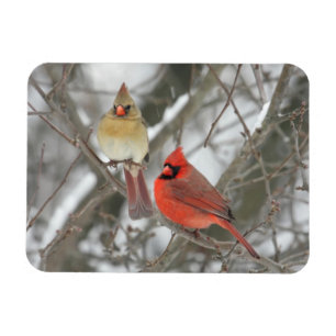 Pair Of Northern Cardinals Magnet