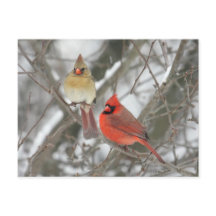 Pair Of Northern Cardinals