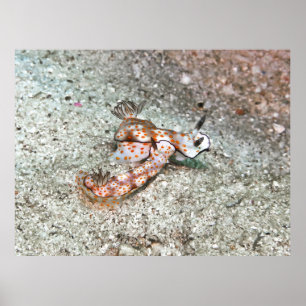 Pair of Nudibranchs Poster