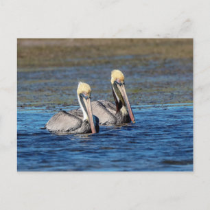 Pair of Pelicans Postcard