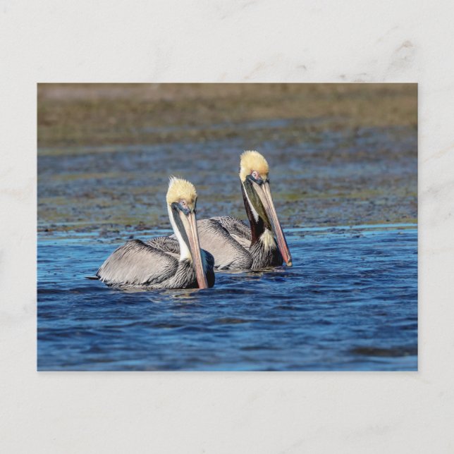 Pair of Pelicans Postcard (Front)