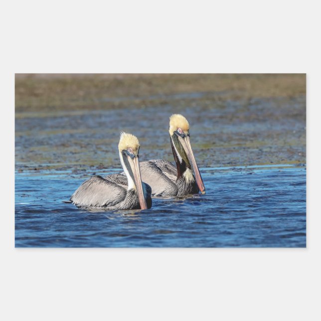 Pair of Pelicans Rectangular Sticker (Front)