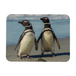 Pair of penguins on the beach magnet