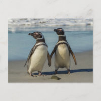 Pair of penguins on the beach