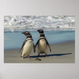 Pair of penguins on the beach poster