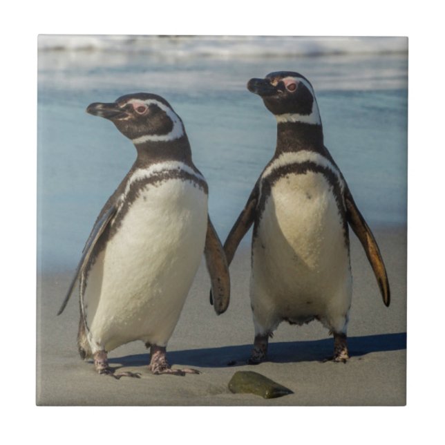 Pair of penguins on the beach tile (Front)