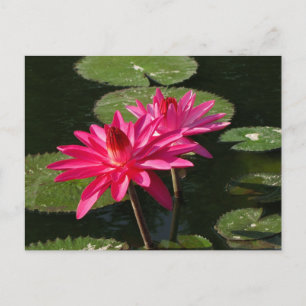Pair of Pink Water Lilies postcard #4Nw  0440