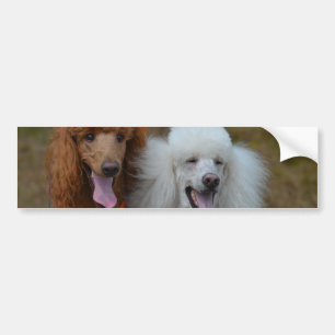 Pair of Poodles Bumper Sticker