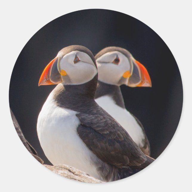 Pair of Puffins Classic Round Sticker (Front)