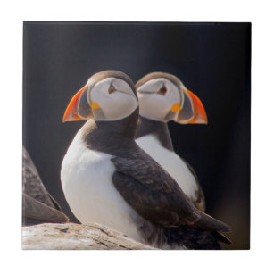 Pair of Puffins Tile