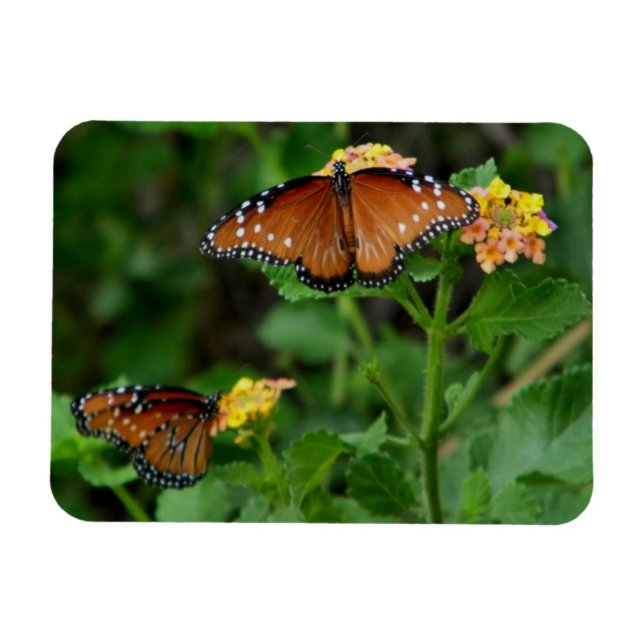 Pair of Queen Butterflies Magnet (Horizontal)