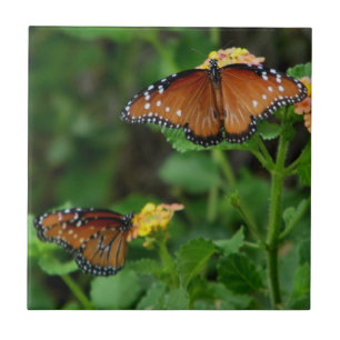Pair of Queen Butterflies Tile