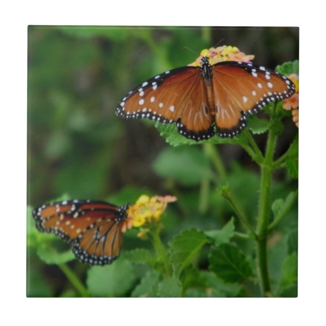 Pair of Queen Butterflies Tile (Front)