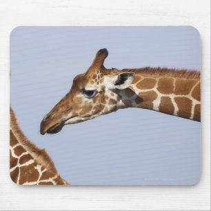 Pair of Reticulated Giraffes (Giraffa Mouse Mat