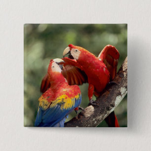 Pair of Scarlet Macaws 15 Cm Square Badge