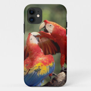 Pair of Scarlet Macaws iPhone 11 Case
