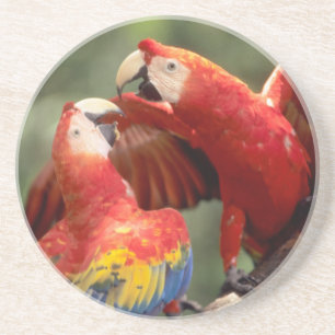 Pair of Scarlet Macaws Coaster