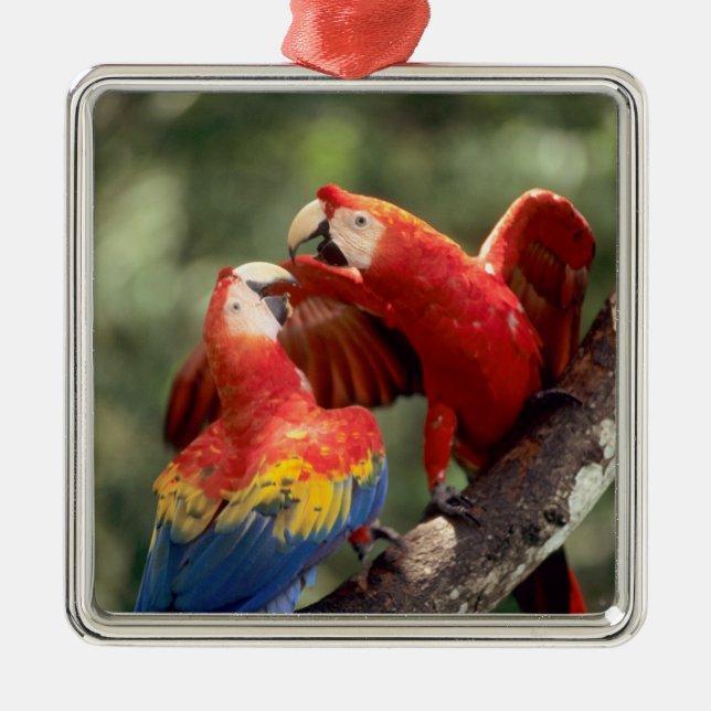 Pair of Scarlet Macaws Metal Tree Decoration (Front)